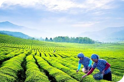 Tea Picking