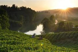 Yunshang Tea Plantation