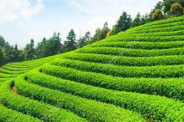 Jiqingli Tea Plantation