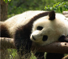 7 Days Panda Tour with Mysterious Tibet