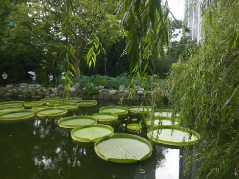 Lotus Pond,Shanghai People's Park