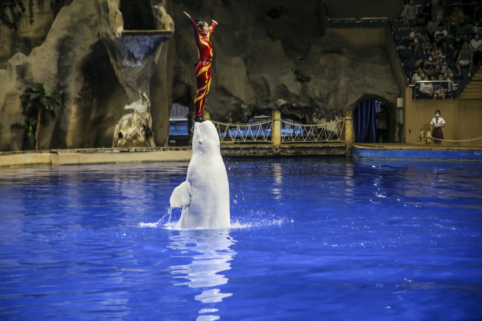 Dolphin Show，Beijing Aquarium