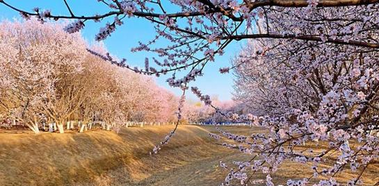 Pink Mountain Peach，Beijing Fenghuangling Scenic Area