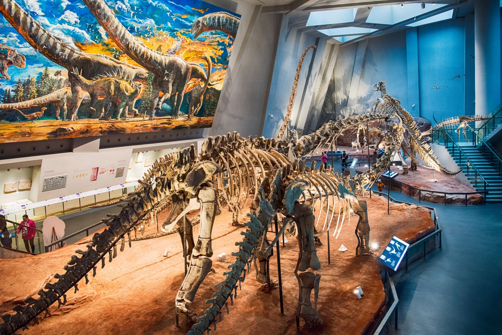 Dinosaur Skeletons，Beijing Museum of Natural History 