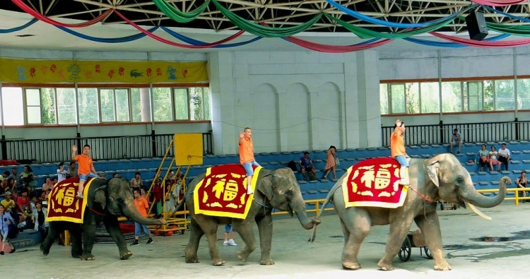 Elephant Show, Beijing World Park