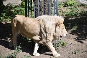 The Lion, Beijing Park