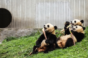 The Pandas Eating Bamboo, Beijing Zoo
