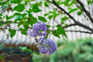 Lilac of Fayuan Temple