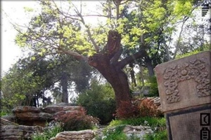 Locust Tree of Emperor Chongzhen's Suicide, Jingshan Park