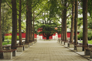 Tree-lined Road,Temple of the Sun
