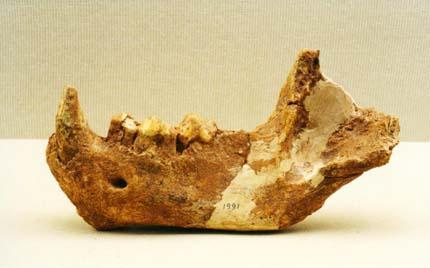 Fossil of Chinese Hyena，The Geological Museum of China