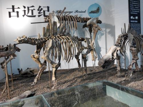 Dinosaur Fossils，The Geological Museum of China