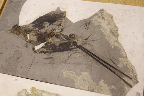 Bird Fossils, Paleozoological Museum of China