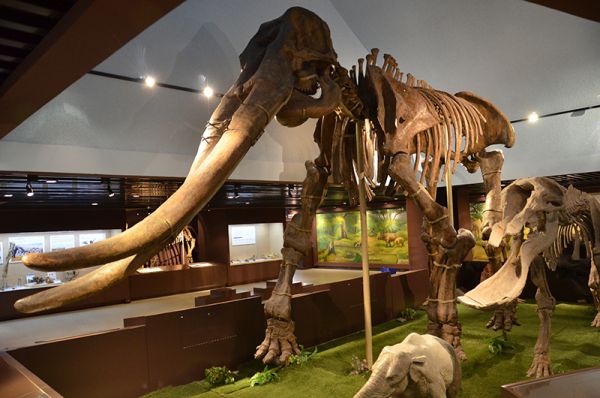 Mammals Fossils, Paleozoological Museum of China