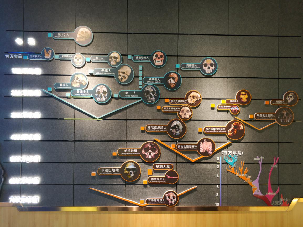 Map of Human History，Paleozoological Museum of China