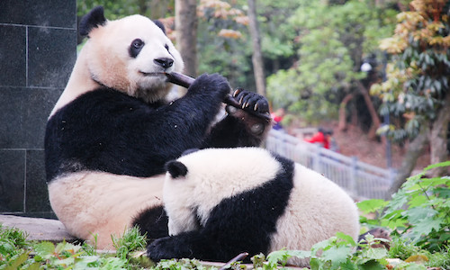 Chengdu-Research-Base-of-Giant-Panda-Breeding