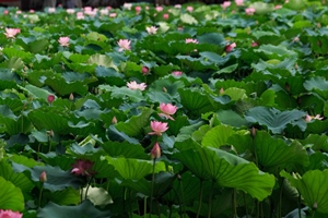 Lotus In Summer， Chengdu People's Park