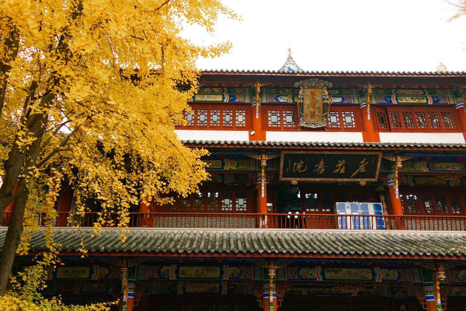 Autumn View of Ginkgo Trees,Qingyang Palace