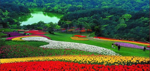 Sea of Tulips and Lily Flowers，Stone Elephant Lake