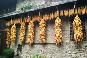 Good Harvest, Taoping Qiang Minority Village
