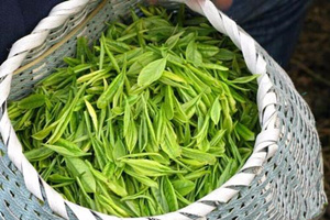 Haimagong Tea,Yellow Tea