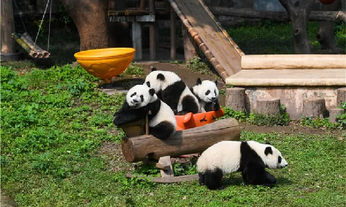 Chongqing-Zoo