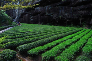 Tea Garden,Wuyi Mountain Scenic Area