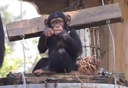 The Chimpanzee House，Guangzhou Zoo