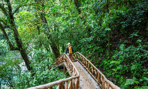 Janoda-Rainforest