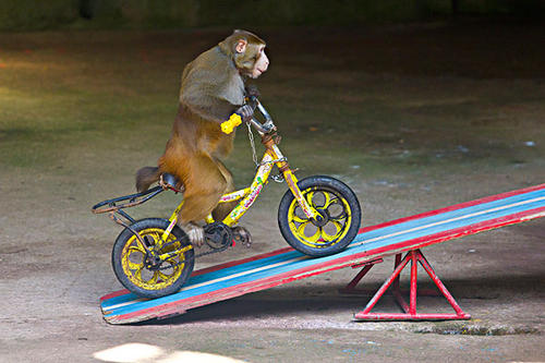 Monkey Acrobatics，Monkey Skits Show
