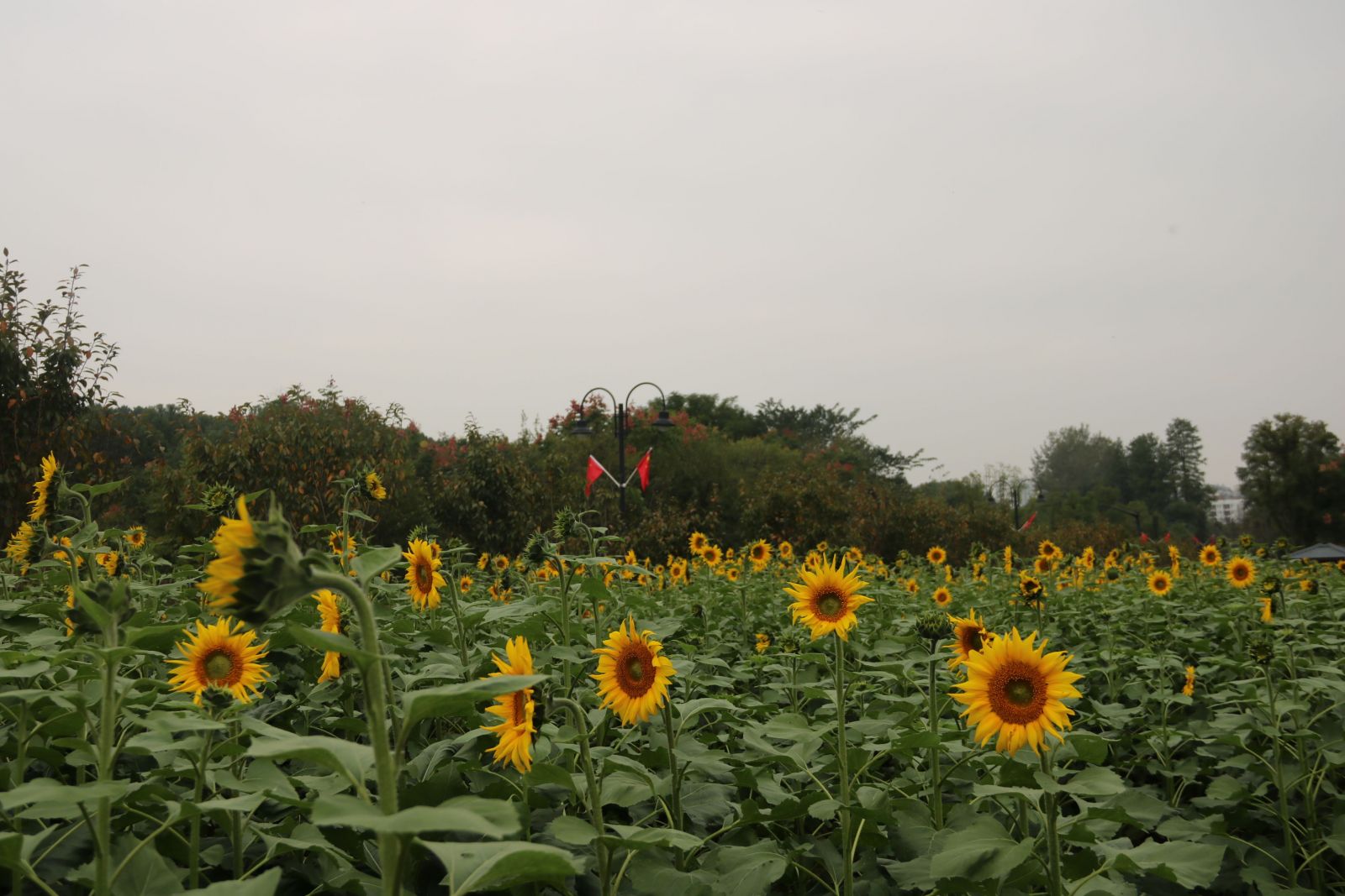 Sunflowers in Yanoda Rainforest，Yanoda Rainforest