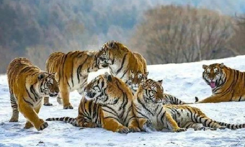 Siberian-Tiger-Park