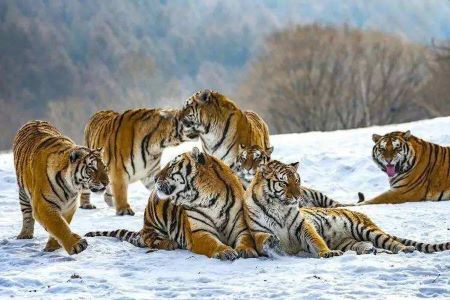 Tigers,The Siberian Tiger Park