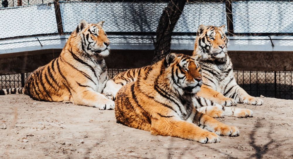 Adult Tigers,The Siberian Tiger Park