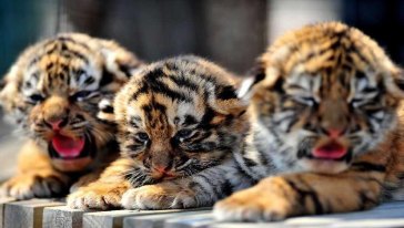 Baby Tigers,The Siberian Tiger Park