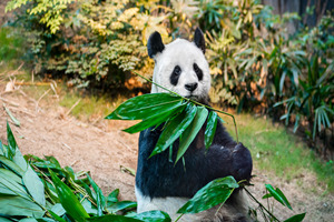The Giant Panda An An,Hong Kong Ocean Park