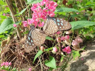 Butterflies in Butterfly Garden，Hong Kong Wetland Park