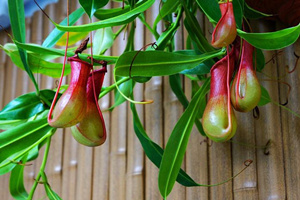 Common Nepenthes，Hong Kong Zoological and Botanical Gardens