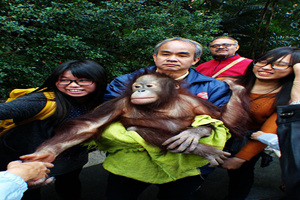 Orangutans Interact with Tourists，Hong Kong Zoological and Botanical Gardens