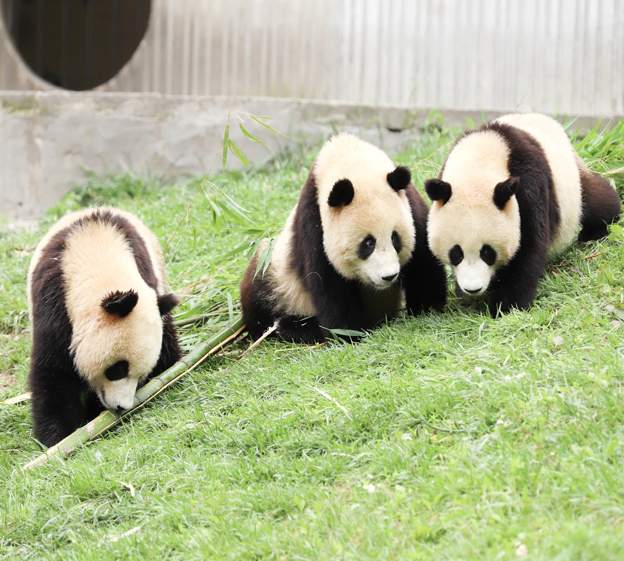 13 Days Natural China with Panda  Visit