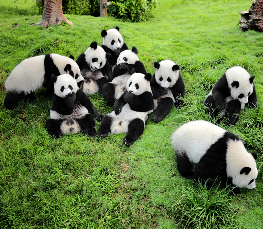 7 Days Panda Tour with Mysterious Tibet