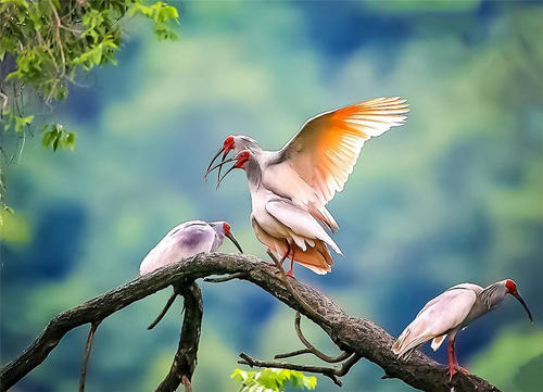 Crested Ibis，Qinling Mountains