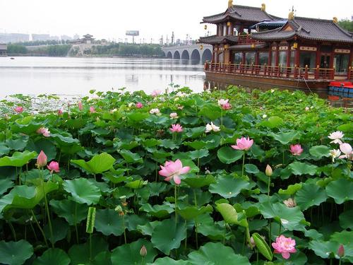 Summer Lotus，Qujiang Pool Park