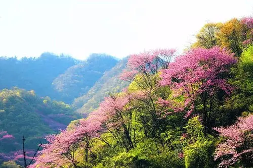 “Bauhinia Sea” in Full Bloom, Taiping National Forest Park