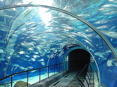 The Fish Landscape,The Bund Sightseeing Tunnel