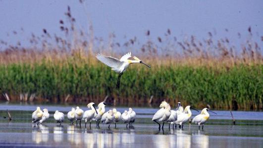 Dongtan Migratory Bird Protection Area, Chongming Island