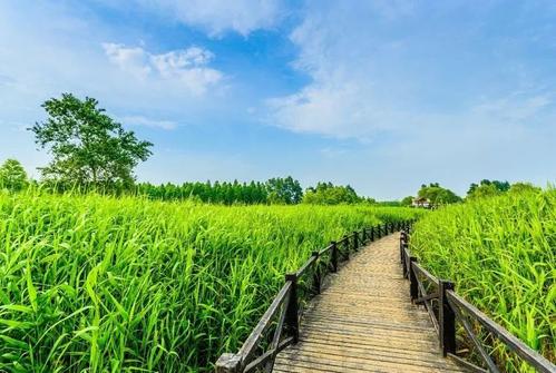 National Xisha Wetland Park, Chongming Island