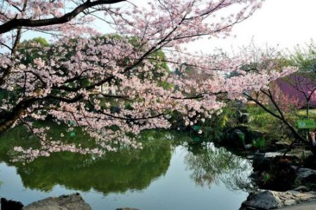 Cherry Blossoms,Shanghai Botanical Garden