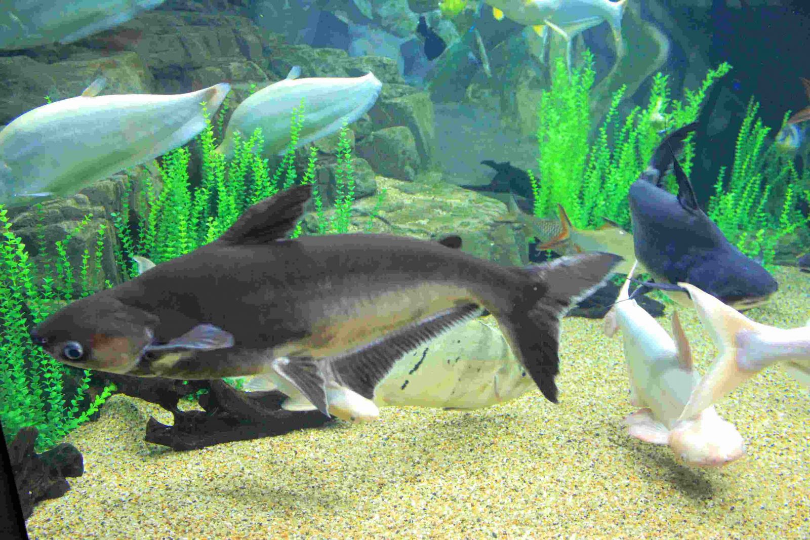 Rare Fish Species，Shanghai Ocean Aquarium