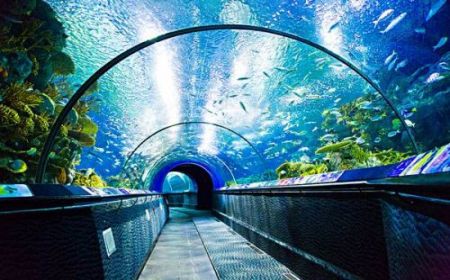 The Channel，Shanghai Ocean Aquarium